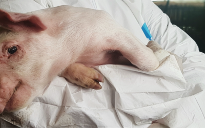 Take action to stop the spread of African swine fever
