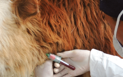 Mejorar la definición de las opciones de formación para que los paraprofesionales de veterinaria combatan las enfermedades animales de manera más eficiente